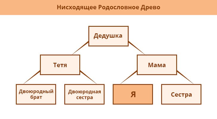 Построить родословное дерево потомков владимира мономаха информатика word